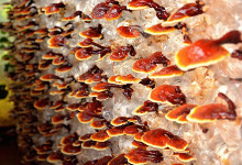 reishi-1962244_220.jpg