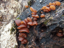 Auricularia-1948083_640.jpg